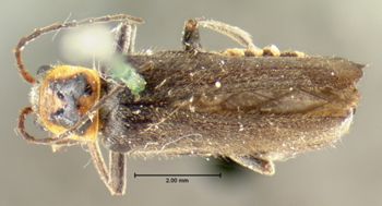 Media type: image;   Entomology 3416 Aspect: habitus dorsal view
